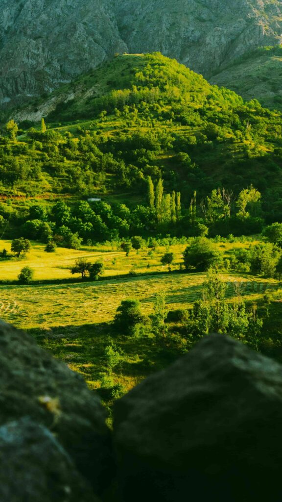 A simple walk in nature can calm your nervous system and raise your vibration.